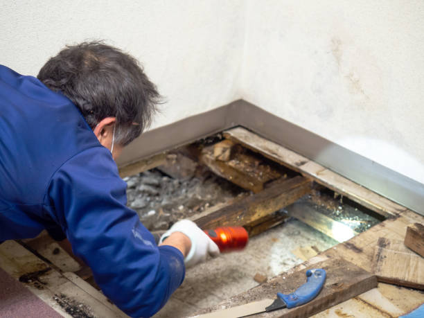 Best Crawl Space Mold Removal  in Oak Park, MI