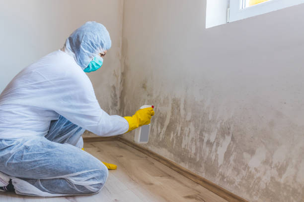 Attic Mold Removal in Oak Park, MI
