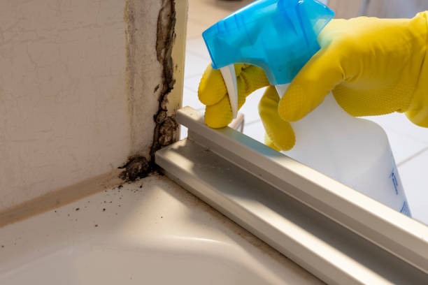 Best Mold Damage Repair  in Oak Park, MI