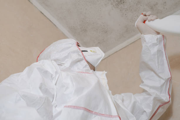 Best Certified Mold Removal  in Oak Park, MI