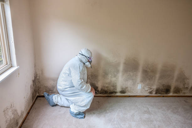 Best Toxic Mold Removal  in Oak Park, MI