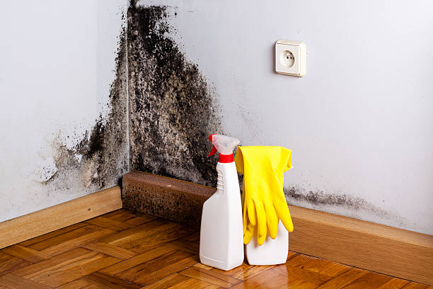 Best Black Mold Removal  in Oak Park, MI