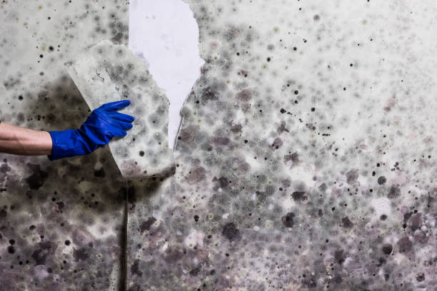 Best Fast Mold Removal  in Oak Park, MI