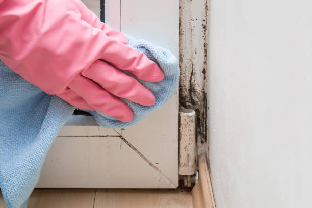 Best Commercial Mold Removal  in Oak Park, MI